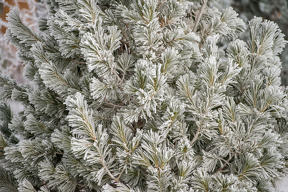 Frost on the campus grounds.