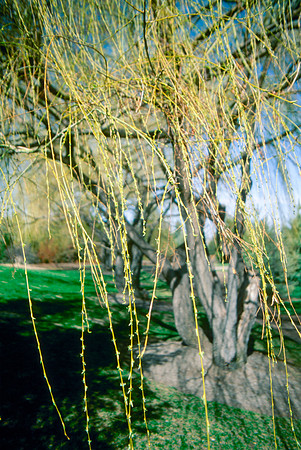 The Campus Gardens' trees