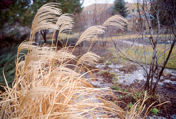 The Campus Gardens' textures 2003