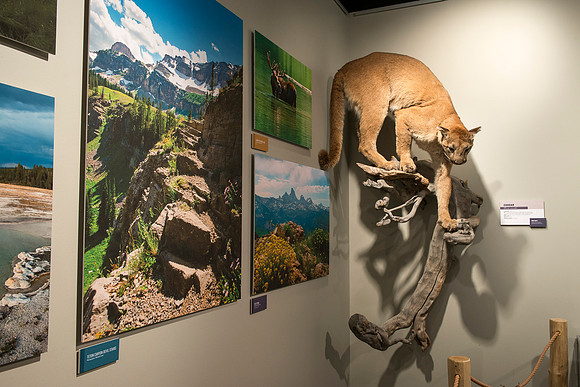 BYU-Idaho worked with the Teton Geotourism Center in Driggs, Idaho, creating a Wildlife and Geology exhibit of pieces from the Biology and Geology museums at BYU-Idaho. A ribbon cutting was held for a