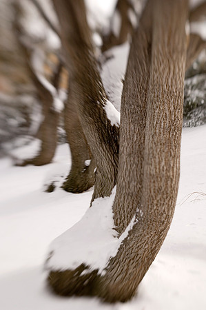Winter beauty in the Thomas E Ricks Gardens. Images shot with a Lens Baby.