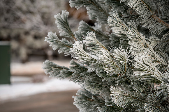 Frost on the campus grounds.