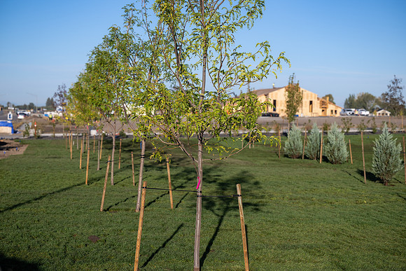 Teton River Temple Landscaping - Sept 2026