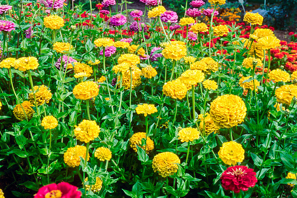 Flowers in the Gardens