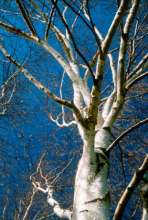 The Campus Gardens' trees