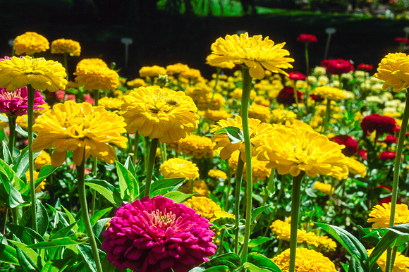 Flowers in the Gardens
