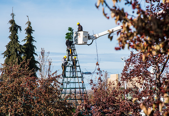 The BYU-Idaho ground keeping crew set up a christmas tree in front of the Taylor chapel. Fall Semester.