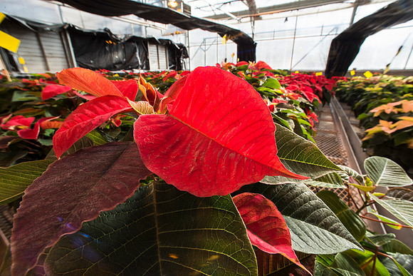 All sorts of plants within the Benson Building.