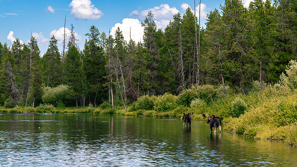 Island Park Moose - July 2026