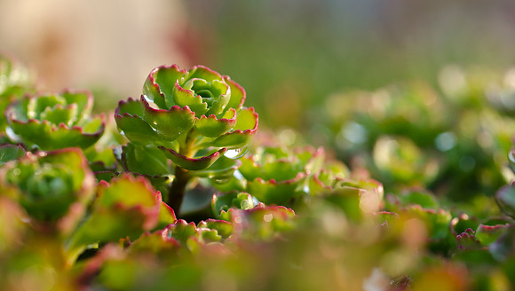 Beautiful succulent ground cover plants of the Sedum family, part of the new Taylor/MC water feature.
