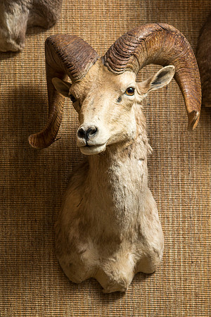 BYU-Idaho's Wildlife Museum in the Ezra Taft Benson Building.