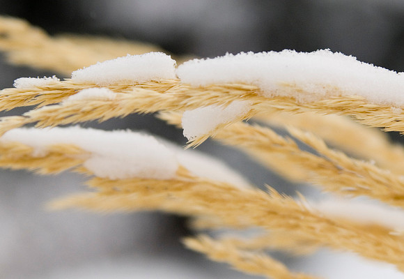 Winter beauty in the Thomas E Ricks Gardens.