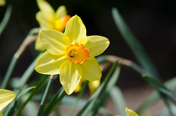 Flowers outside the Mckay Library.