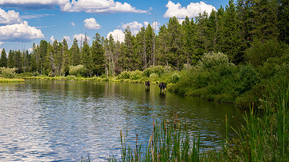 Island Park Moose - July 2026