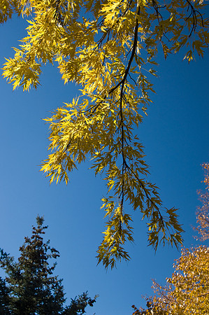 Autumn splendor can be found in the Thomas E. Ricks Gardens. Autumn comes and goes quickly in South Eastern Idaho but here at BYU-Idaho it offers quite an array of fall colors.