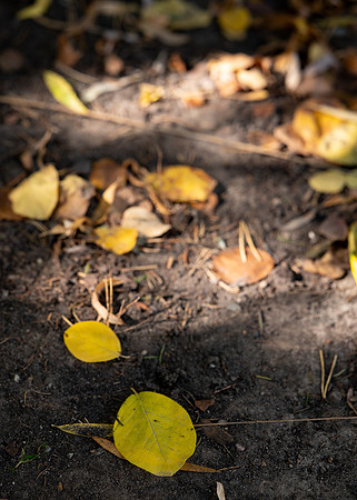 Fall Vibes - Sept 2026