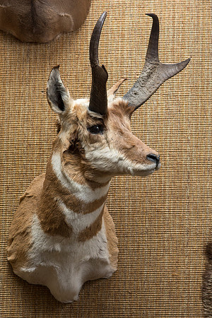BYU-Idaho's Wildlife Museum in the Ezra Taft Benson Building.