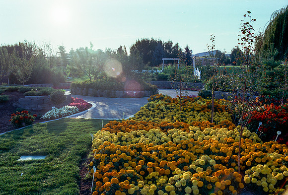Flowers in the Gardens