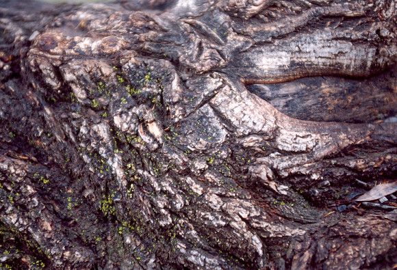 The Campus Gardens' textures 2003