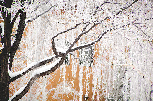 Winter Frost in front of the Austin Building.