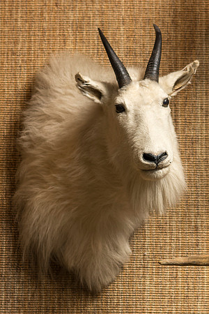 BYU-Idaho's Wildlife Museum in the Ezra Taft Benson Building.