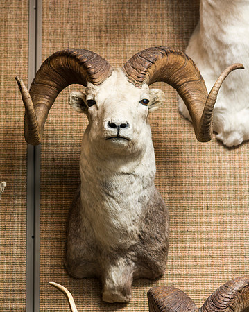 BYU-Idaho's Wildlife Museum in the Ezra Taft Benson Building.