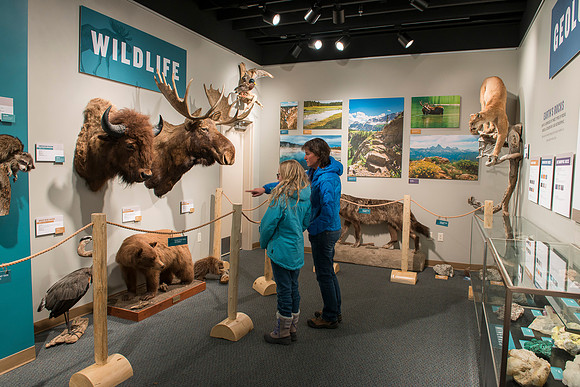 BYU-Idaho worked with the Teton Geotourism Center in Driggs, Idaho, creating a Wildlife and Geology exhibit of pieces from the Biology and Geology museums at BYU-Idaho. A ribbon cutting was held for a