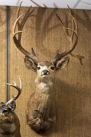 BYU-Idaho's Wildlife Museum in the Ezra Taft Benson Building.