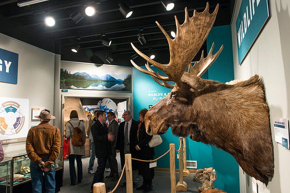 BYU-Idaho worked with the Teton Geotourism Center in Driggs, Idaho, creating a Wildlife and Geology exhibit of pieces from the Biology and Geology museums at BYU-Idaho. A ribbon cutting was held for a