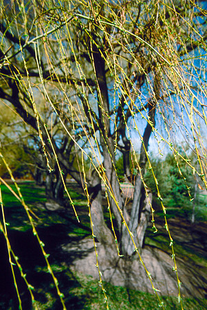 The Campus Gardens' trees