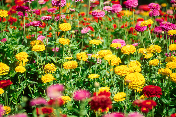 Flowers in the Gardens