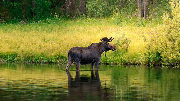 Island Park Moose - July 2026
