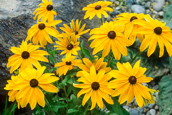 Flowers in the Gardens