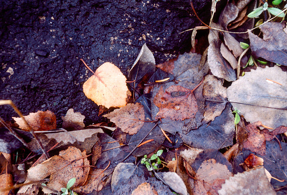 The Campus Gardens' textures 2003