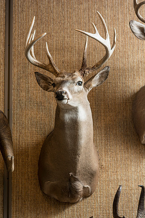 BYU-Idaho's Wildlife Museum in the Ezra Taft Benson Building.