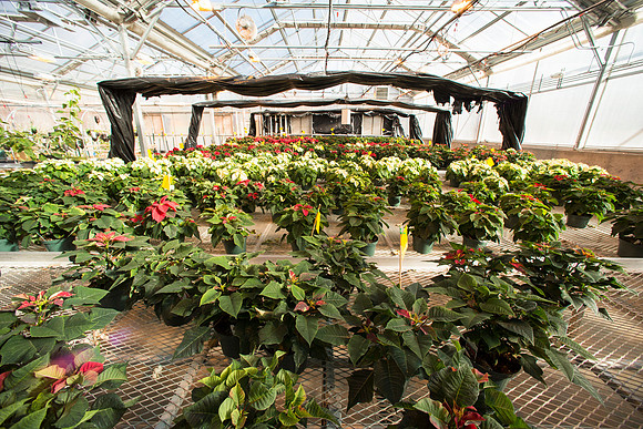 All sorts of plants within the Benson Building.