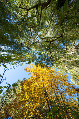 Fall Vibes - Sept 2026