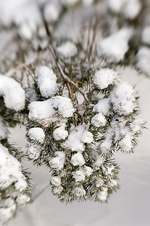 Winter beauty in the Thomas E Ricks Gardens. Images shot with a Lens Baby.