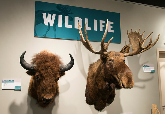 BYU-Idaho worked with the Teton Geotourism Center in Driggs, Idaho, creating a Wildlife and Geology exhibit of pieces from the Biology and Geology museums at BYU-Idaho. A ribbon cutting was held for a