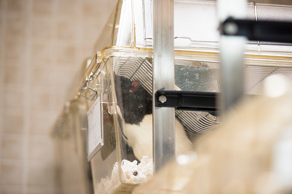 Biology students meet their subjects, rats, on the first day of their Advanced Neuroscience class.