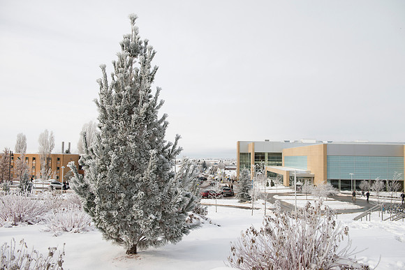 Frost on the campus grounds.