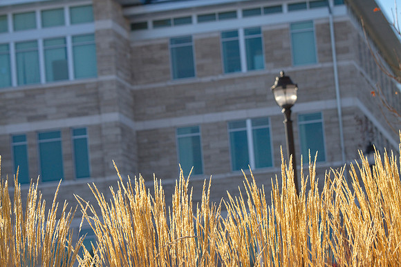 The morning sun shines brightly on plants in front of the Spori Building in the 2015 Winter Semester.