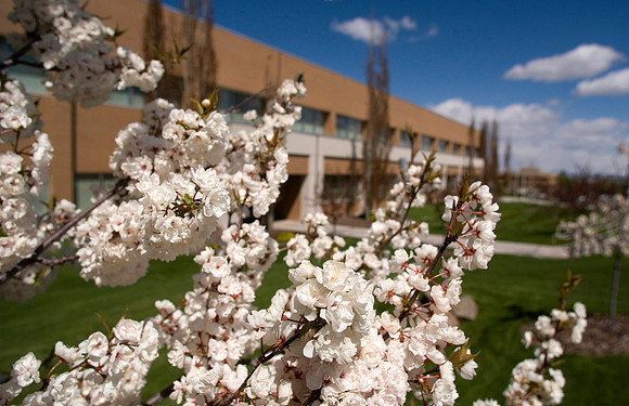 Springtime blossoms adorn a tree outside the Spencer W. Kimball Building.