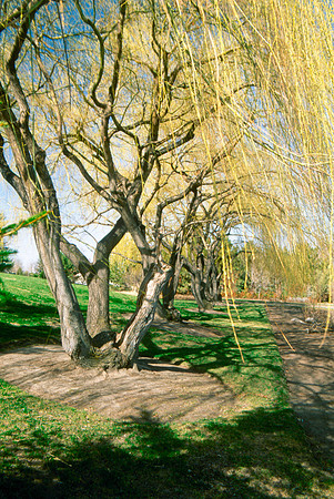 The Campus Gardens' trees