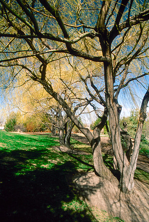The Campus Gardens' trees