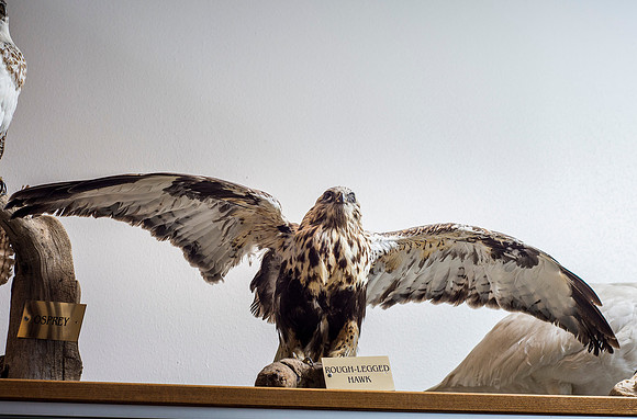 BYU-Idaho's Wildlife Museum in the Ezra Taft Benson Building.