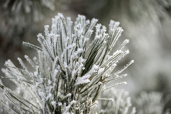 Frost on the campus grounds.