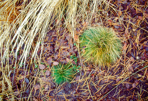 The Campus Gardens' textures 2003