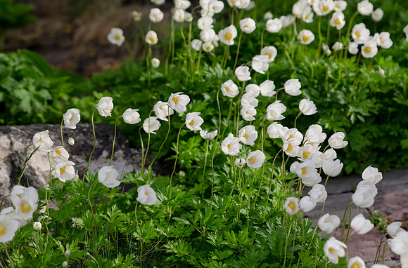 Spring Blossoms