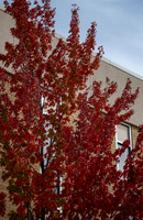 Campus Fall - Oct 2026